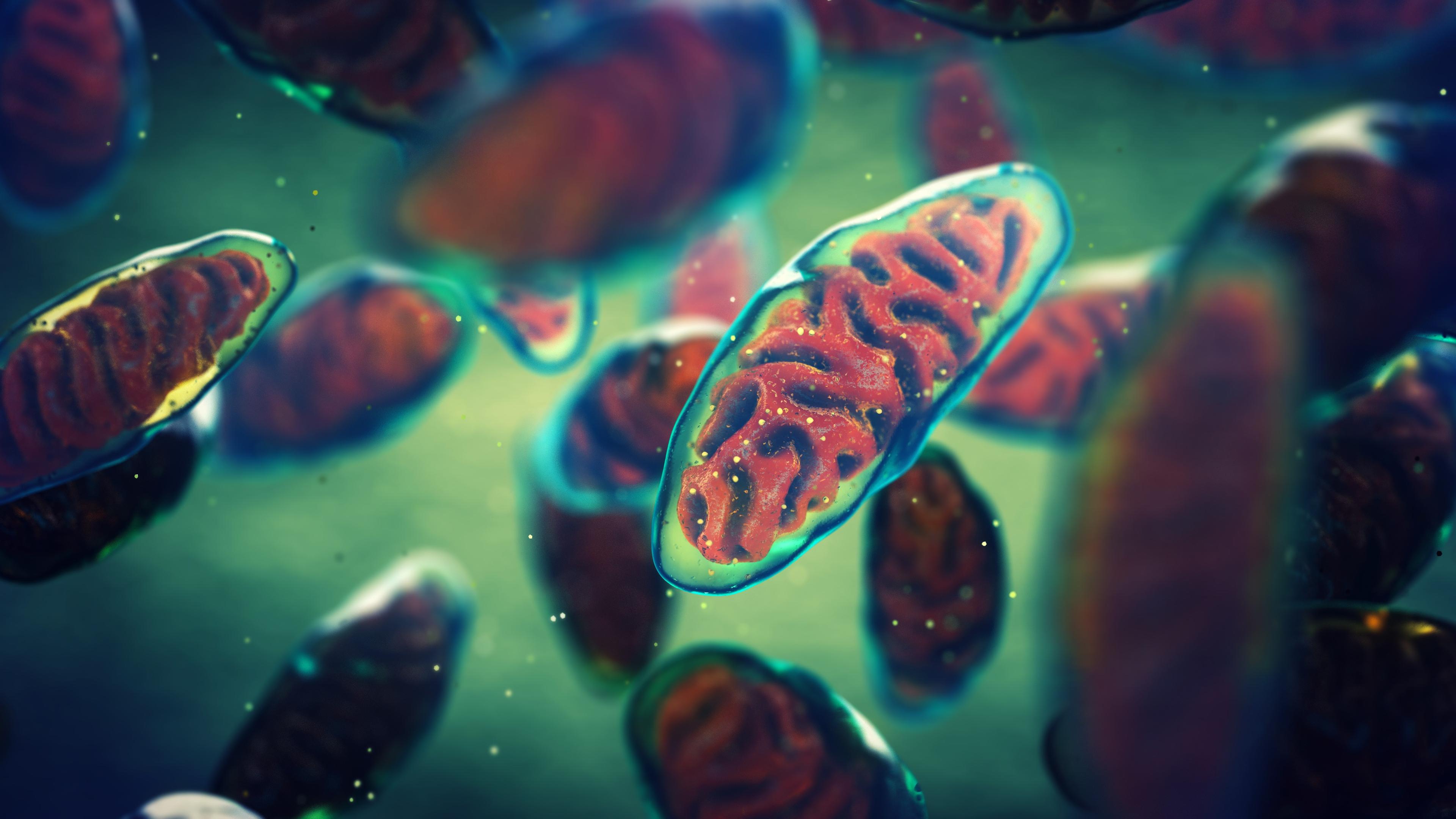 Mitochondrien vor grünem Hintergrund